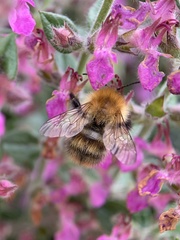 Bombus pascuorum