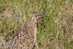 Coturnix japonica