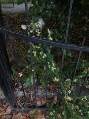 Linaria vulgaris