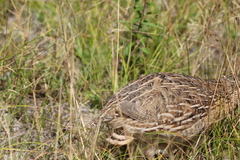 Coturnix japonica