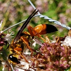 Sphex ichneumoneus