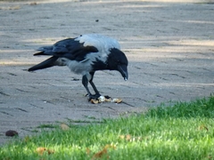 Corvus cornix