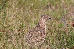 Coturnix japonica