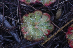 Drosera xerophila