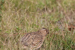 Coturnix japonica