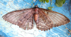 Feigeria scops