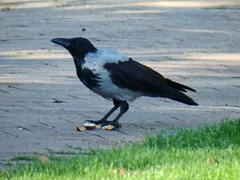 Corvus cornix