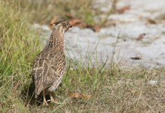 Coturnix japonica