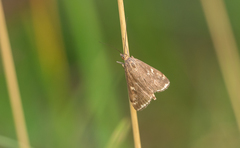 Loxostege sticticalis