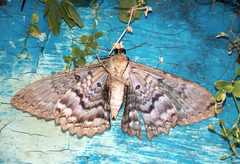 Feigeria scops
