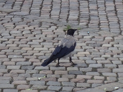 Corvus cornix
