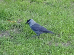 Corvus monedula