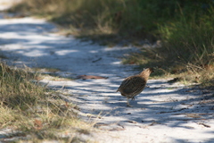 Coturnix japonica