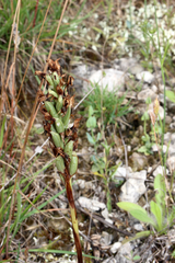 Anacamptis coriophora