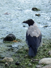 Corvus cornix