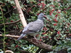 Columba palumbus