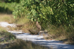 Coturnix japonica