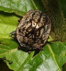 Polychalca aerea