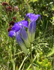 Gentianeae