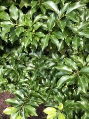 Ilex pedunculosa