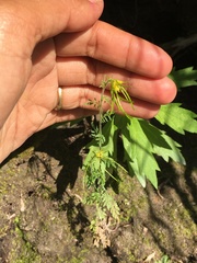 Descurainia sophioides