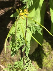 Descurainia sophioides