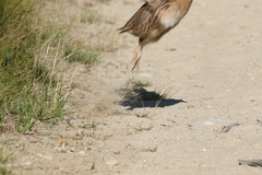 Coturnix japonica