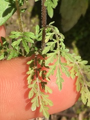 Descurainia sophioides