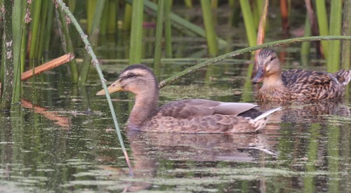 photo of Mallard (Anas platyrhynchos)