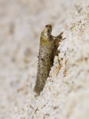 Obithome punctiferella