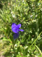 Gentianeae