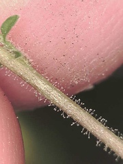 Descurainia sophioides