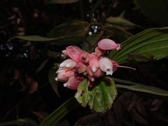 Cavendishia pubescens