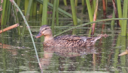 photo of Mallard (Anas platyrhynchos)