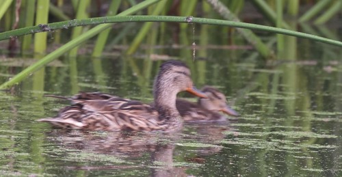 photo of Mallard (Anas platyrhynchos)