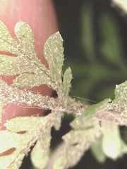 Descurainia sophioides