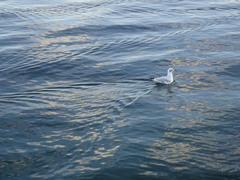 Chroicocephalus ridibundus