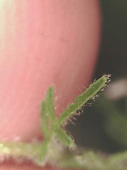 Descurainia sophioides