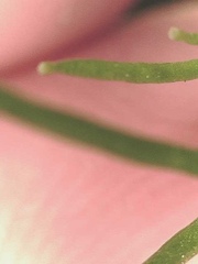 Descurainia sophioides