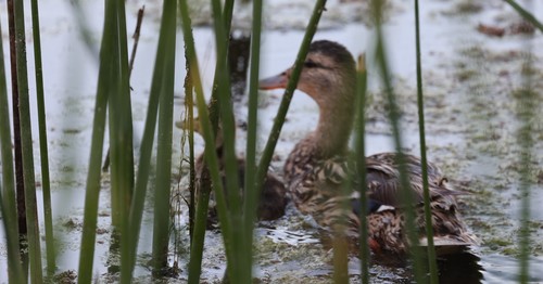 photo of Mallard (Anas platyrhynchos)