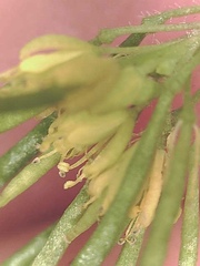 Descurainia sophioides