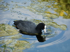 Fulica atra