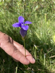 Gentianeae