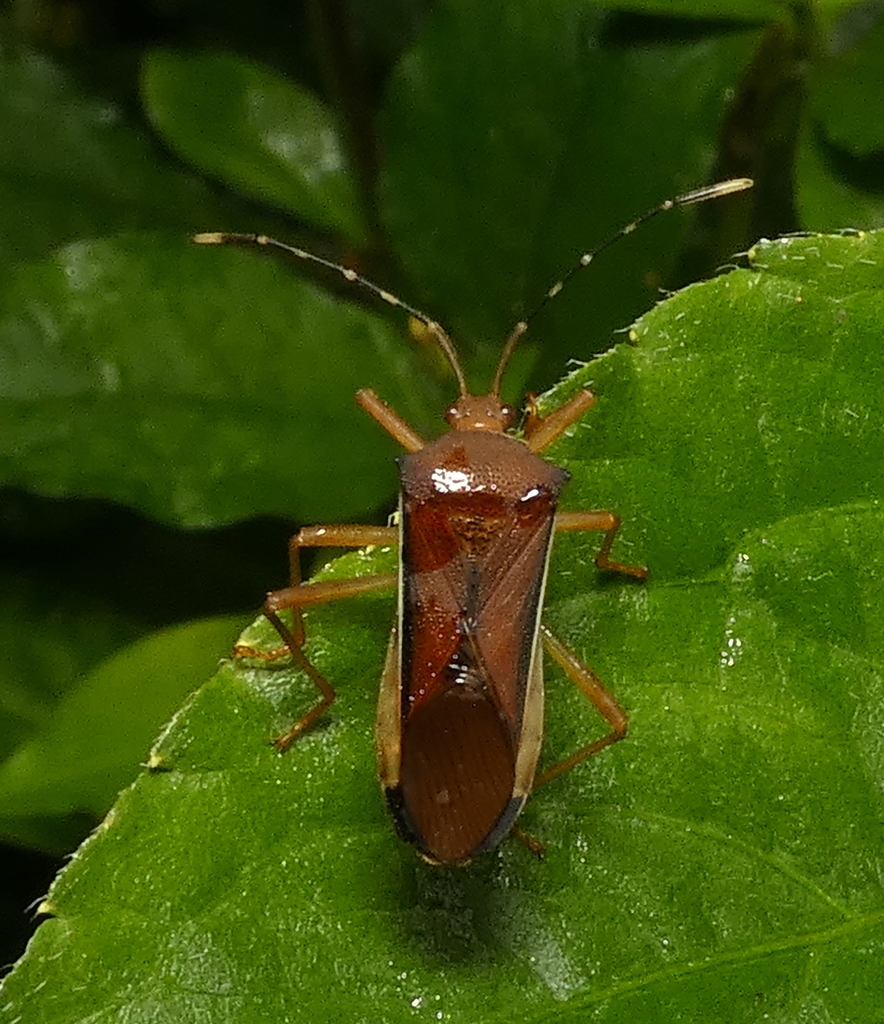 Anasa varicornis