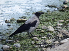 Corvus cornix