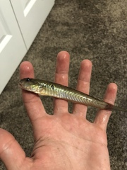 Gobionellus oceanicus