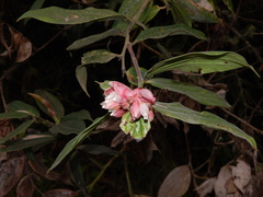 Cavendishia pubescens