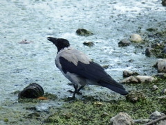 Corvus cornix