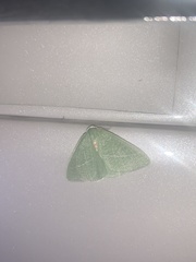 Chlorosea banksaria