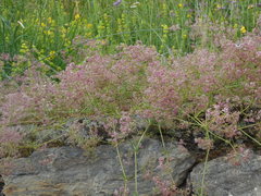 Galium rubrum